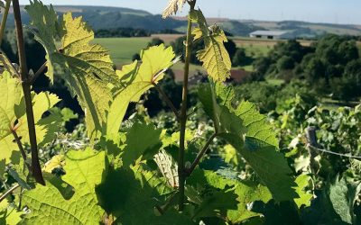 Unsere Weißwein Max ist gerade ausverkauft.