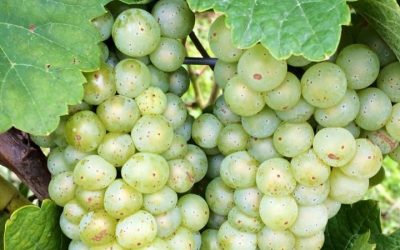 Spätsommer Johanniter