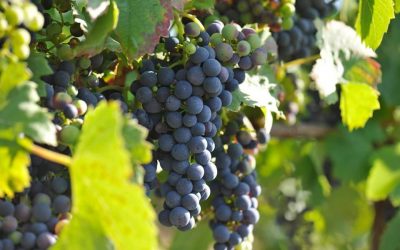 Weinlese beginnt Ende September 🍇