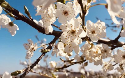 Frühling