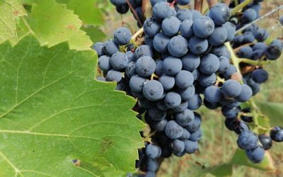 Herbst 🍇